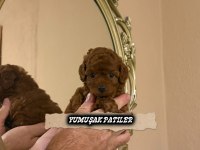 Sevimli Irk Toy Poodle
