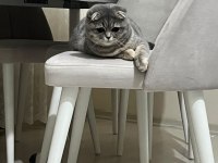 Güzeller güzeli bir scottish fold kız