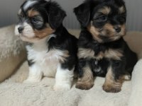 Çok güzel erkek Morkie bebekler