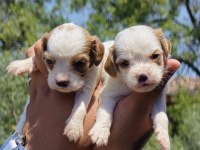 Cavalier King Charles Yavruları