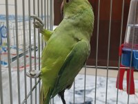 Pakistan papağanı yavru