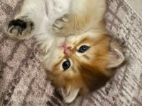 Safkan anne ve babadan british longhair