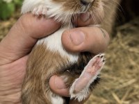 Safkan Amerikan Tricolor Guinea Pig Bebekler