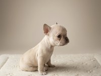 Exotic micro french bulldog yavruları
