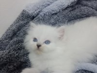 Kedimiz sahibini arıyor