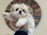 Show kalite maltese terrier yavrularımız