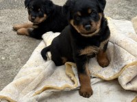 Saf kan rottweiler yavrularımız