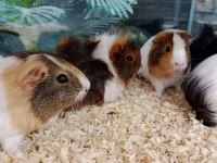 Yavru ve Damızlık Guinea Pig