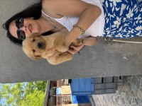 Golden Yavrularım Sağlık Ve Irk Garantilidir