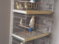 Birbirinden güzel sultan papağanı acil satılık