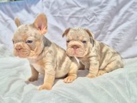 En Özel French Bulldoglar