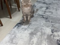 Scottish Fold Kedisi