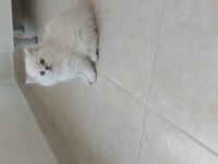 Bulut paşa british longhair