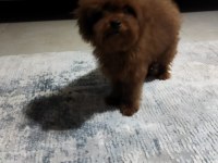 Poodle teacup kore baby kuyruksuz