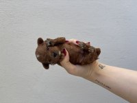 Kore maltipoo