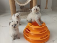Bluepoint British Shorthair Yavruları A Kalite