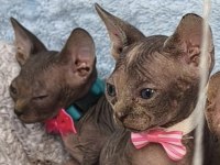 Naked Beauty Sphynx Kedisi