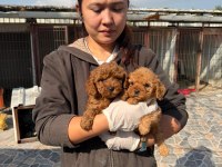 Toy poodle yavrularımız