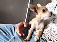 3 Buçuk Aylık Erkek Pinscher