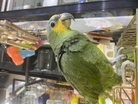 Yavru Amazon Papağanı 9 Aylık