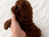 En küçük boy poodle erkek prensler