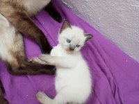 Anne altında siyam kedisi