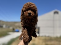 Ankarada ziyarete açık redbrown kore toy poodle