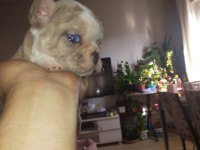 9 Ekim doğumlu french bulldog maviş bebekler