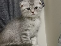 Scottish fold yeterince anne sütünü aldı