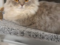 Erkek british longhair