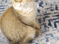 Şecereli Scottish Fold