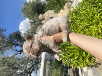 FLUFFY NEWSHADE İSABELLA MERLE FRENCH BULLDOG