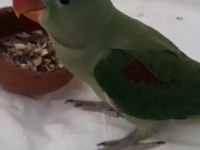 50 günlük jumbo boy erkek alexander elden teslim