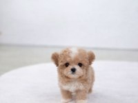 Safkan Toy Poodle Köpekler