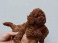 Toy poodle yavruları