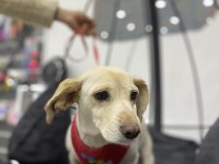 Ücretsiz Rus Finosu Terrier Köpeğime Aile Arıyorum