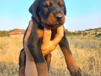 Orjinal king doberman yavrular