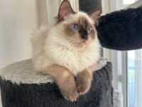 Ücretsiz Sahiplendirilecek Erkek Ragdoll 15 aylık