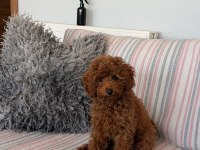 Sağlık Ve Irk Garantili Toy Poodle