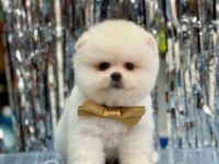 Sevimli Pomeranian Boo Yavrularımız