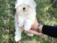 Kore Orjinal 0 Numara Maltese Bebekler