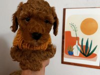 Çok sevimli çok akıllı poodle bebeğim