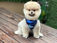 Pomeranian boo köpeği