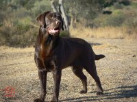 FCI-KIF secereli Labrador Retriever Yavrular
