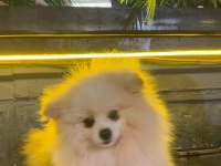 Pomeranian Dişi 1,5 Yaşında