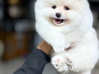 Gülen yüz pomeranian boo