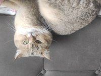 British shorthair erkek kedimiz