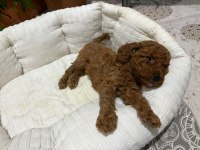 Toy poodle dişi ve erkek