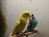 Alıştırmalık Bebek Muhabbet Kuşu Yavrular