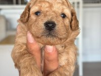 Maltipoo yavrular